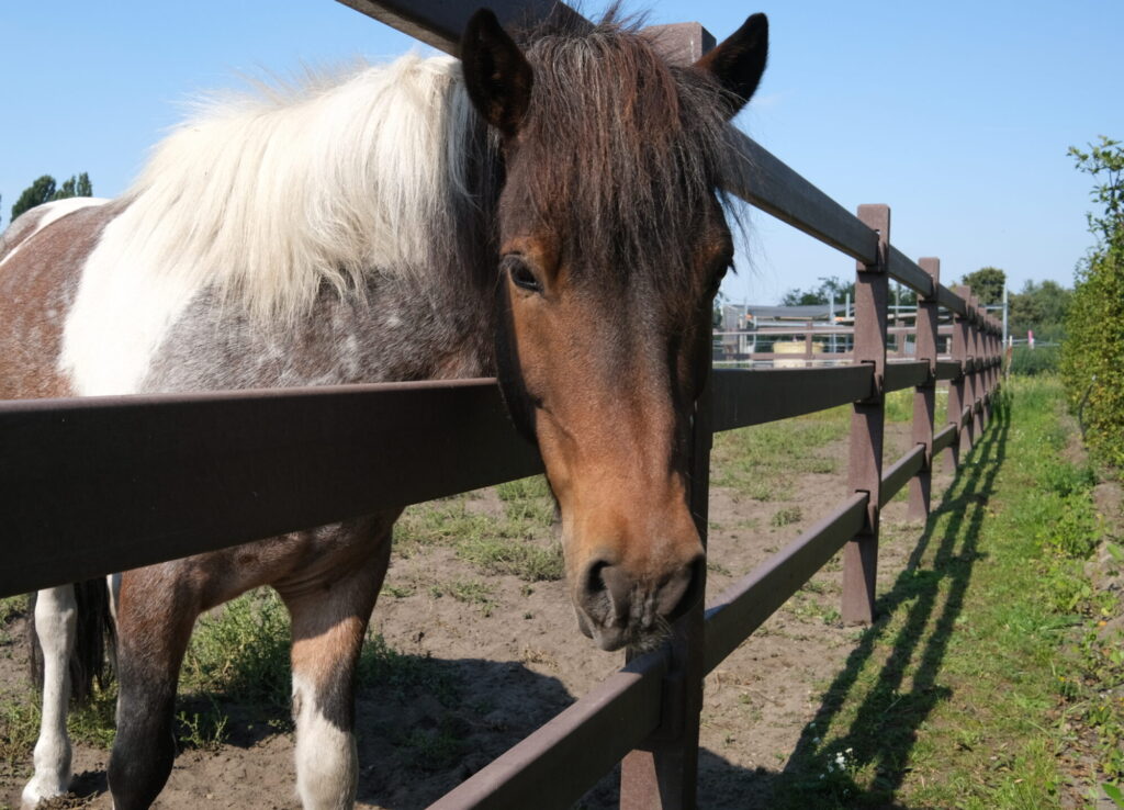 Ein Pony mit braun-weißem Fell steht mit dem Kopf durch einen Holzzaun und blickt in die Kamera.