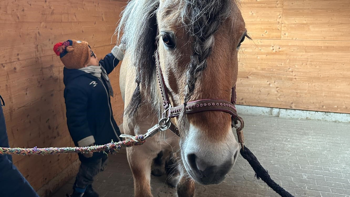 Ein Pony mit geflochtener Mähne steht in einem Stall, während ein Kind es streichelt. 