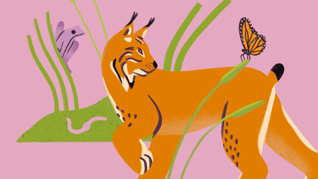 Futurestories Ein abgebildeter Luchs steht im Gras mit grünen Halmen und blickt über seine Schulter zurück. Ein Schmetterling befindet sich in der Nähe seines Schwanzes, und ein Wurm und eine lila Pflanze ruhen auf einem grünen Fleck Erde. Der rosa Hintergrund vervollständigt diese Szene der Futurestories Foundation.