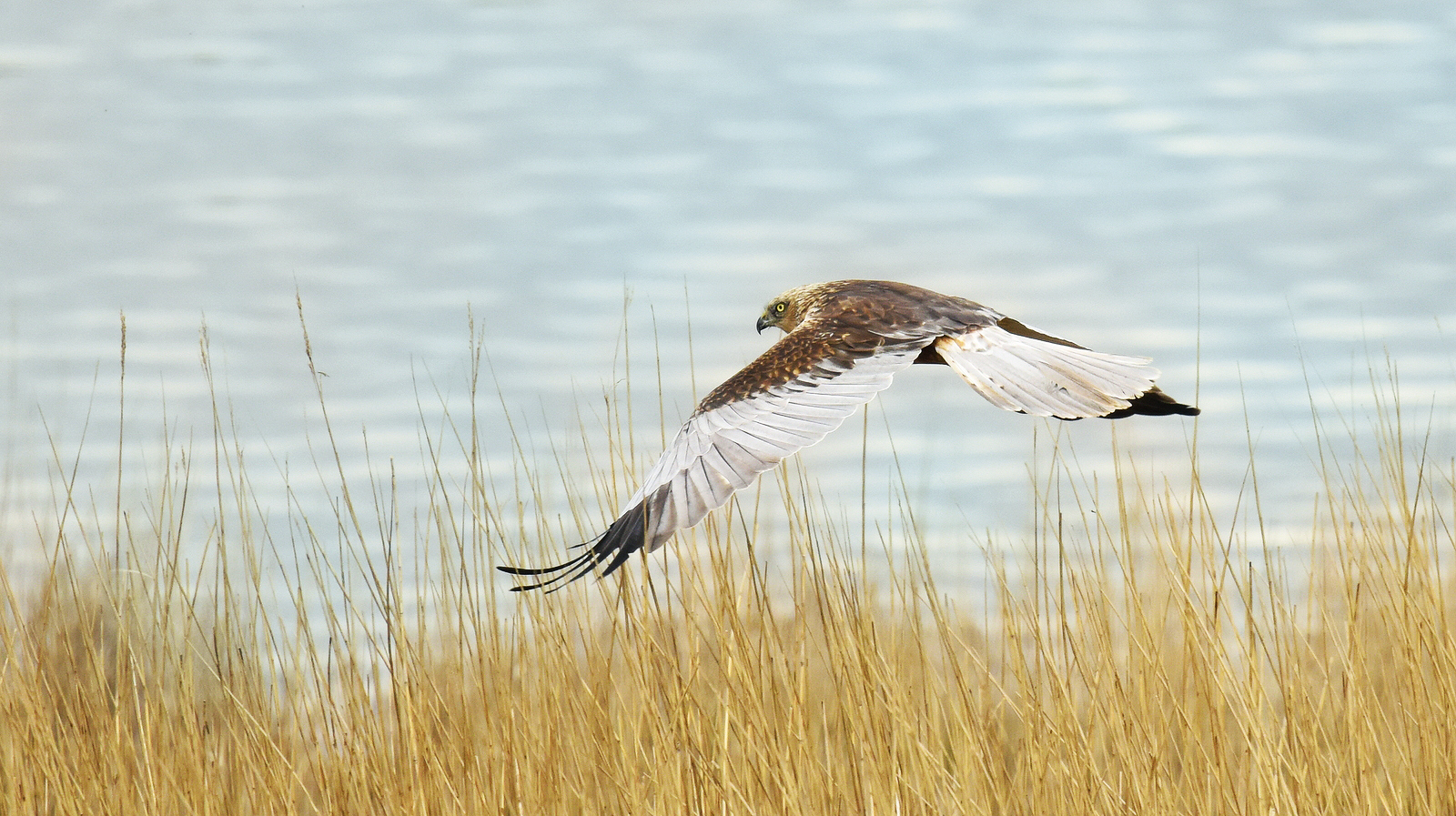 Futurestories Ein Raubvogel mit braunem und weißem Gefieder fliegt niedrig über hohem, trockenem Schilf in der Nähe eines Gewässers - eine Landschaft, die vom Masterplan Ems 2050 beeinflusst ist. Seine Flügel sind weit ausgebreitet, der Kopf ist nach unten geneigt, und der Hintergrund bleibt weich und unscharf.