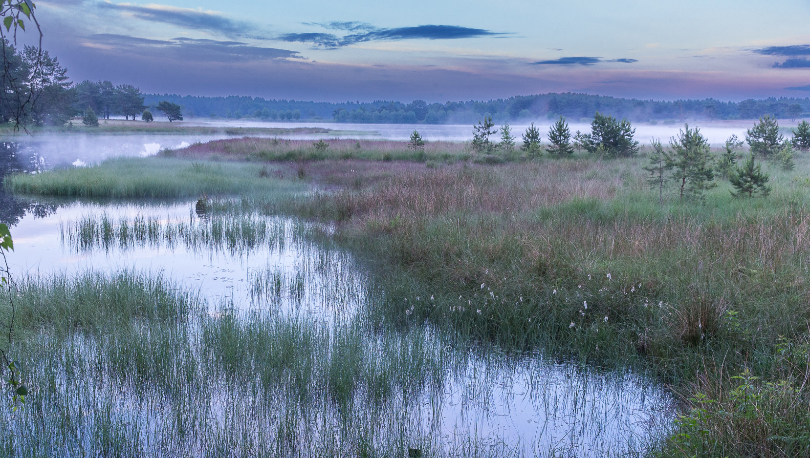 Futurestories Eine Moorlandschaft in der Morgendämmerung mit ruhigem Wasser, hohen Gräsern und kleinen Bäumen. Nebel steigt vom Wasser auf, während blaue und violette Farbtöne den Himmel färben. Im Hintergrund sind bewaldete Gebiete zu sehen, die unterstreichen, wie wichtig es ist, solche ruhigen Umgebungen zu erhalten.