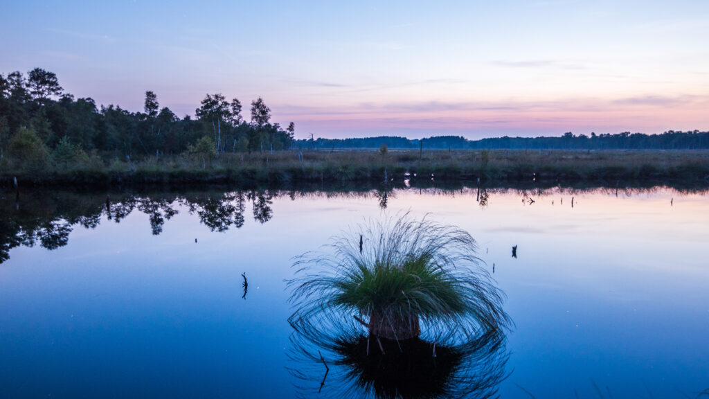 Futurestories Ein ruhiger Moorsee in der Abenddämmerung mit einem Grasbüschel, das auf einem kleinen Hügel im Wasser wächst, Bäumen am Ufer im Hintergrund und einem pastellfarbenen Himmel, der sich auf der Oberfläche spiegelt, alles wunderschön erhalten.