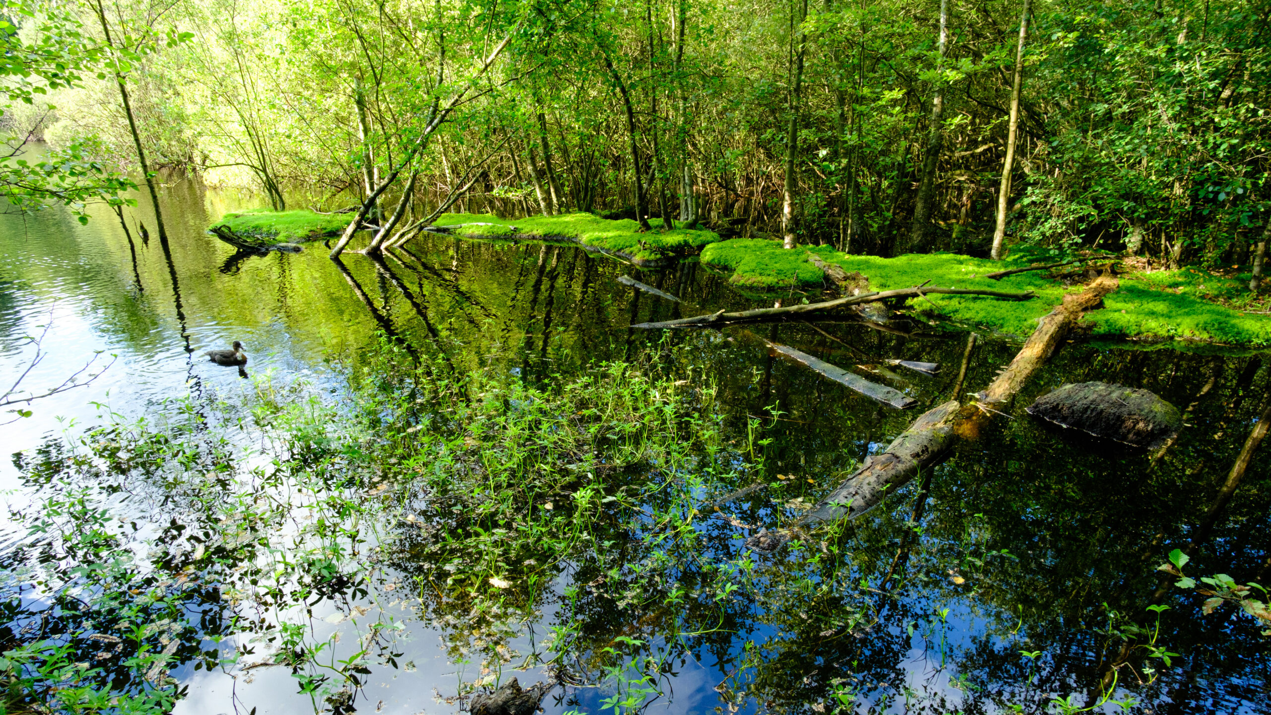Futurestories Eine Feuchtgebietsszene mit seichtem Wasser, in dem sich grüne Bäume, hellgrünes Moos, herabgefallene Äste und eine dichte Waldvegetation am Rande spiegeln, unterstreicht die Bedeutung, Moore als einzigartige Lebensräume zu erhalten.
